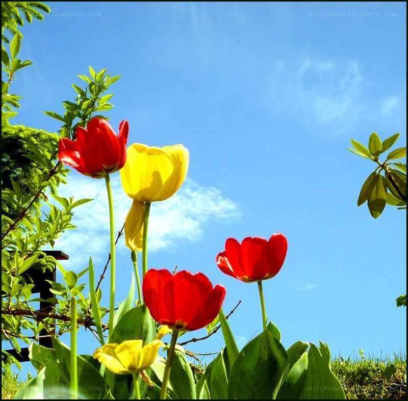 Tulips against blue sky