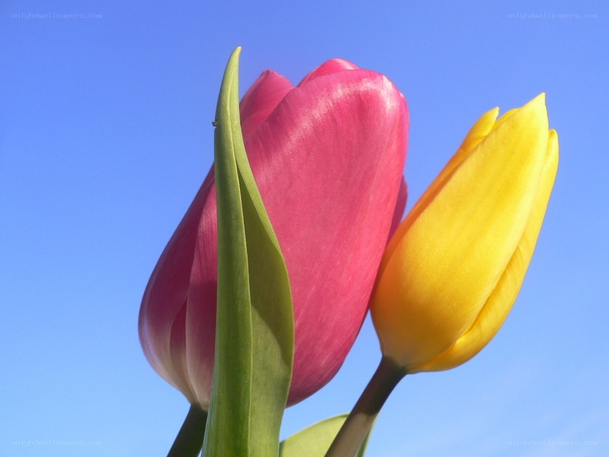 tulips against blue sky