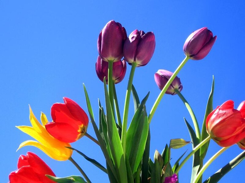 Tulips Against Blue Sky — Bright