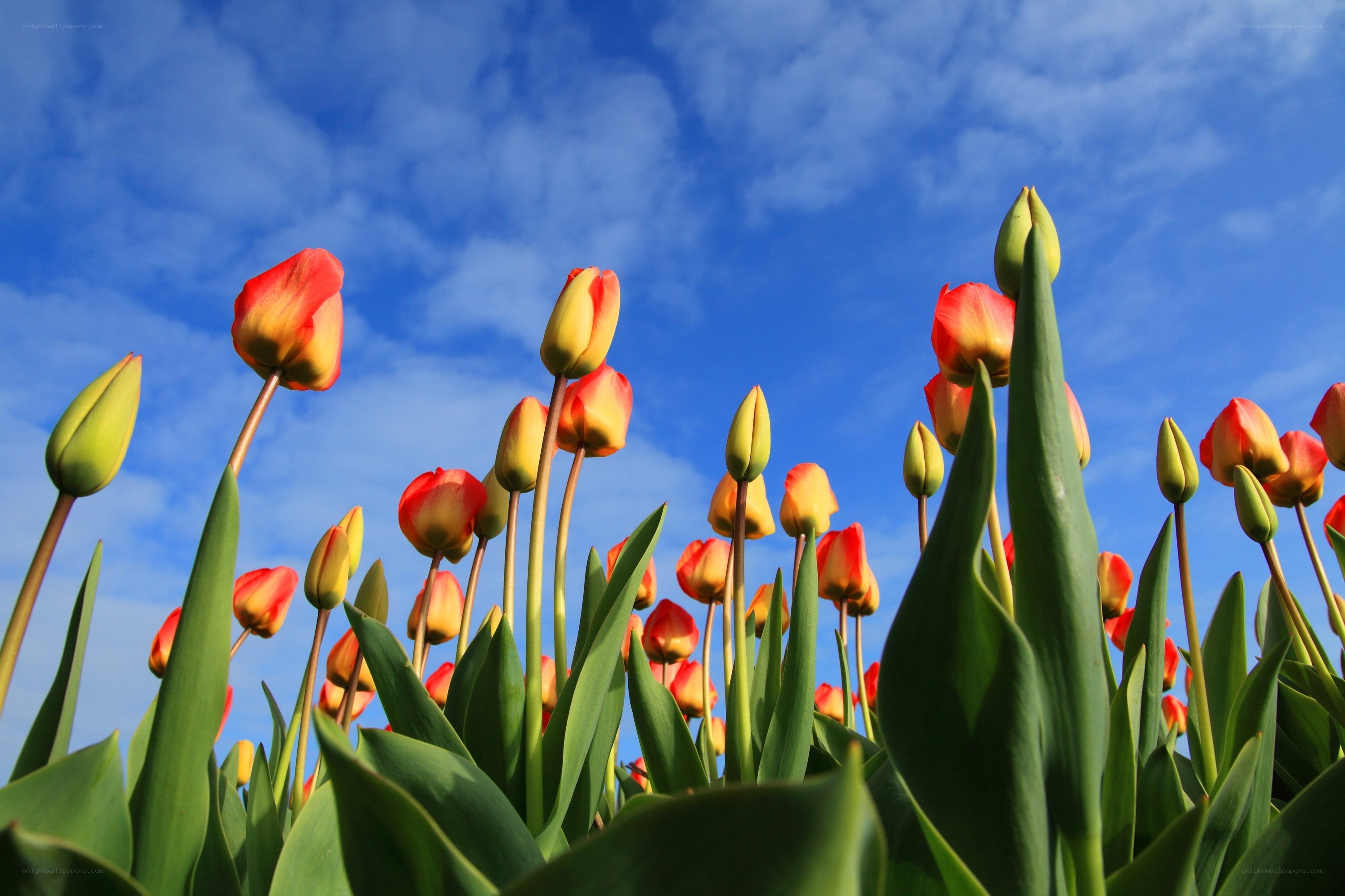 Tulips against blue sky