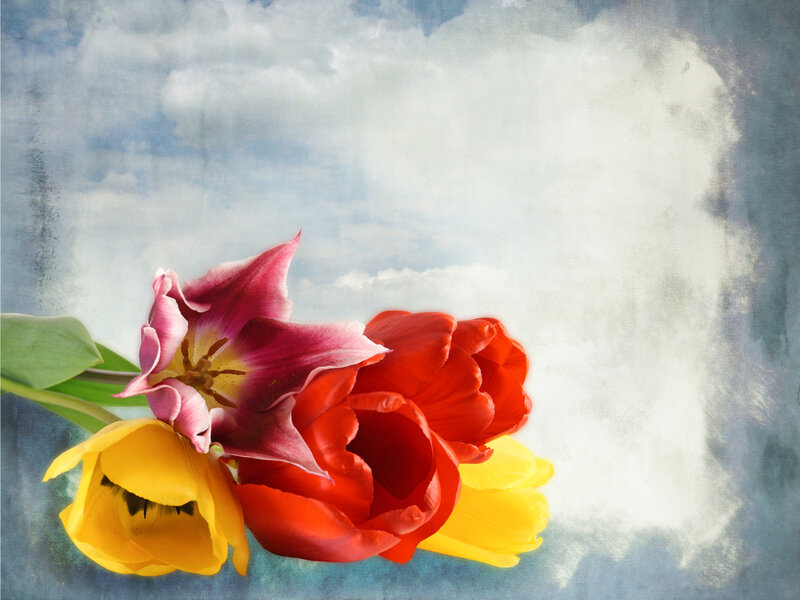 Tulips Against Sky