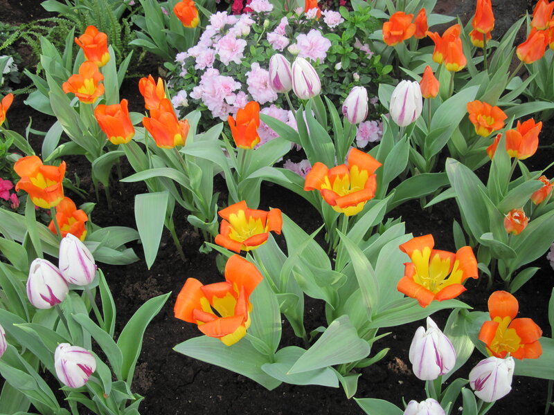 Tulips and Azaleas in Garden — Orange