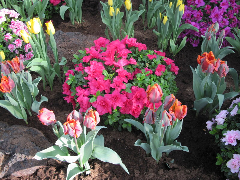 Tulips and Azaleas in Garden — Pink, Colorful