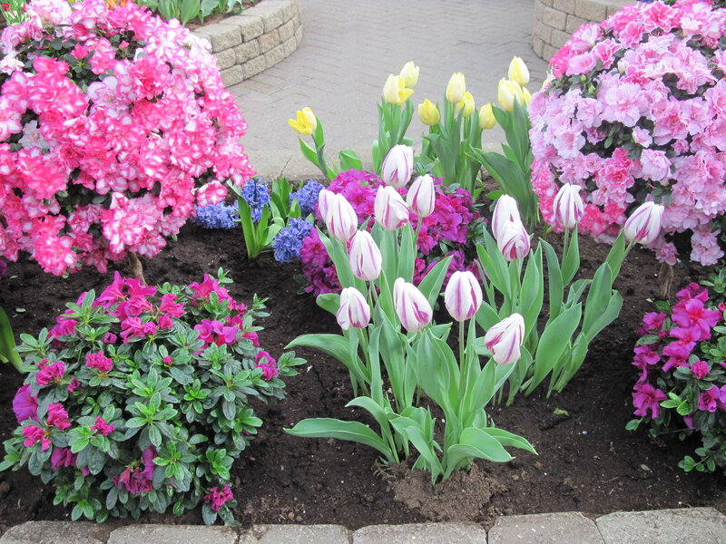 Tulips and Azaleas in Garden — Pink, Serene, Spring
