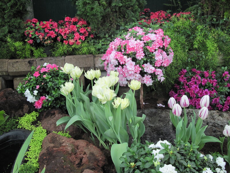 Tulips and Azaleas in Garden — Pink