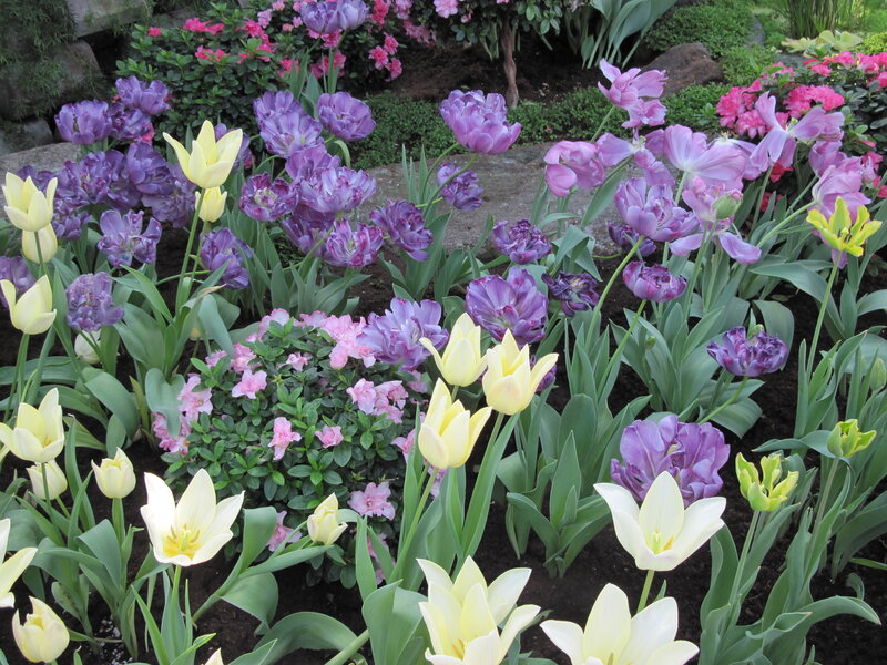 Tulips and Azaleas in Garden — Purple
