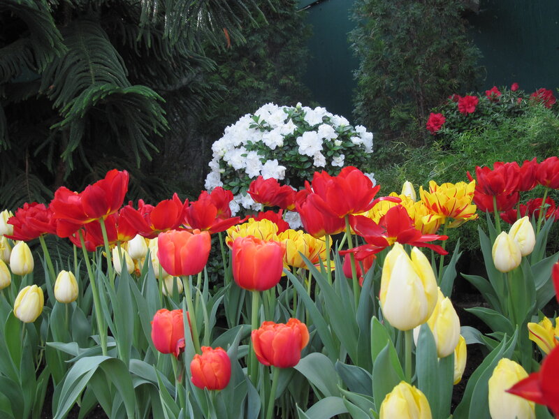Tulips and Azaleas in Garden — Red, Serene
