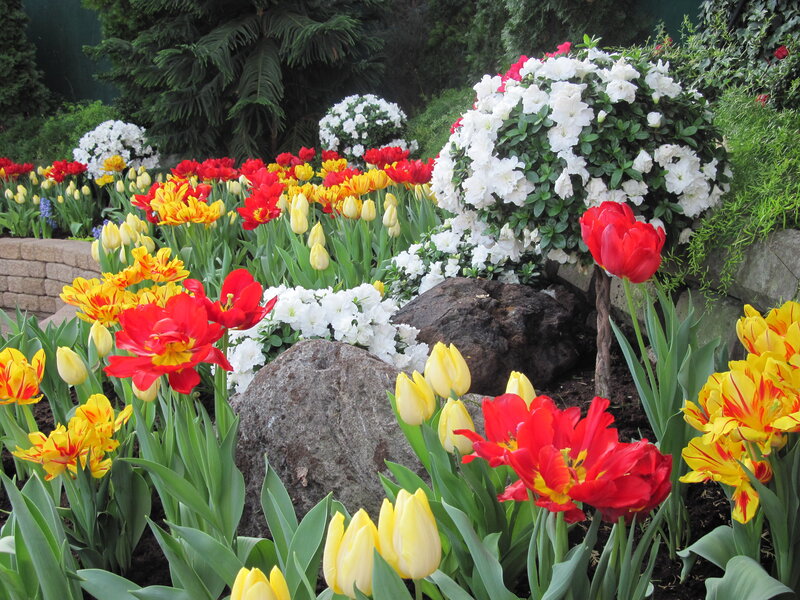 Tulips and Azaleas in Garden — Red