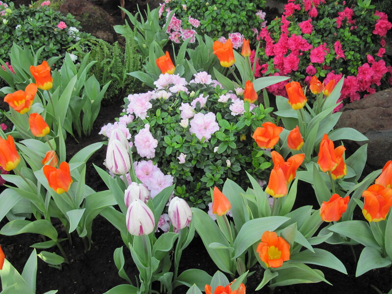 Tulips and Azaleas in Garden