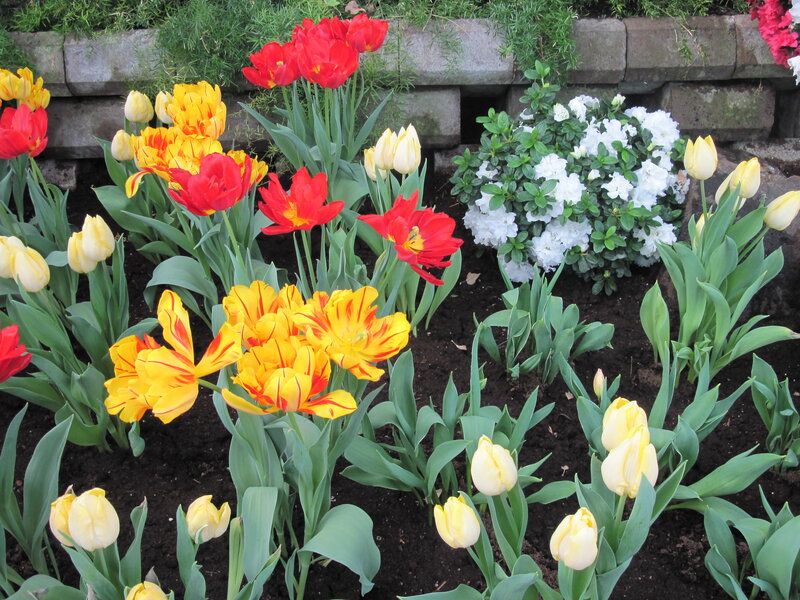 Tulips and Azaleas in Garden — Yellow, Colorful