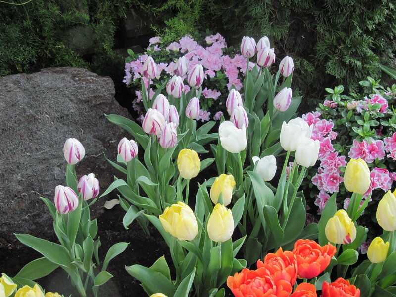 Tulips and Azaleas in Garden — Yellow