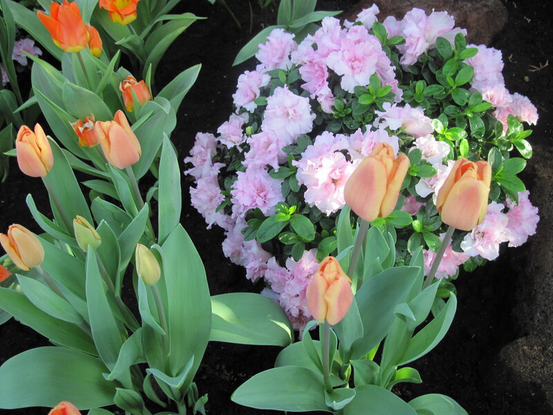 Tulips and Azaleas