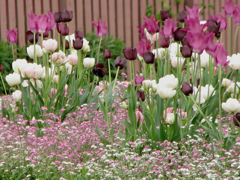 Tulips and Baby's Breath