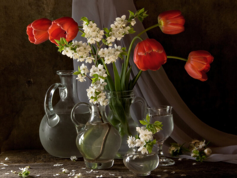Tulips and Blossoms
