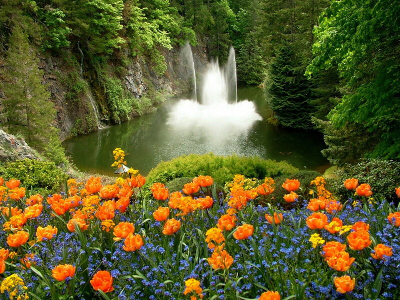 Tulips and Blue Flowers