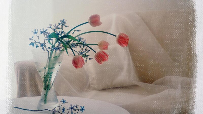 Tulips and Blue Flowers — White