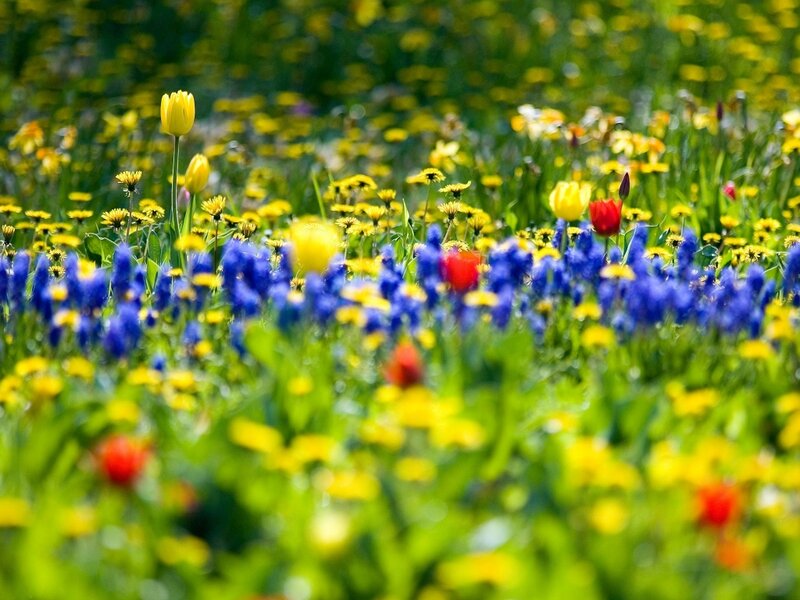 Tulips and Bluebonnets — Yellow, Vibrant