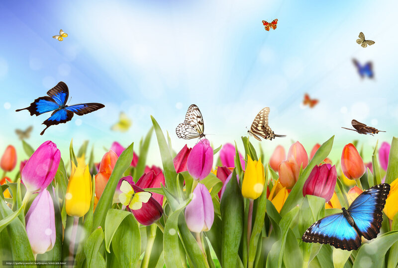 Tulips and Butterflies — Blue, Serene, Spring
