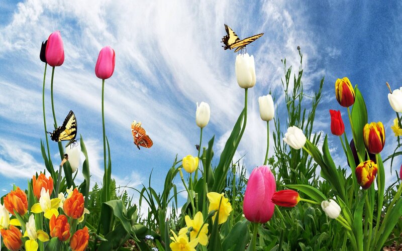 Tulips and Butterflies — Blue, Serene