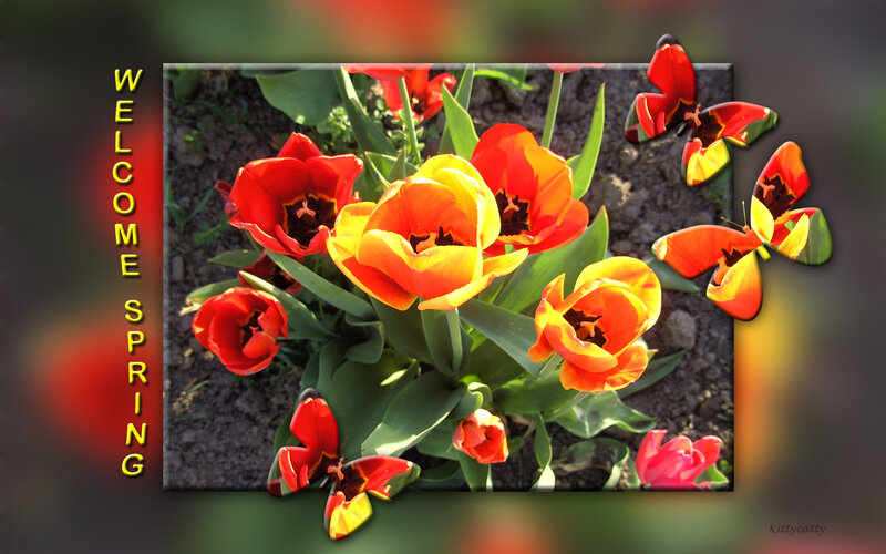 Tulips and Butterflies — Red