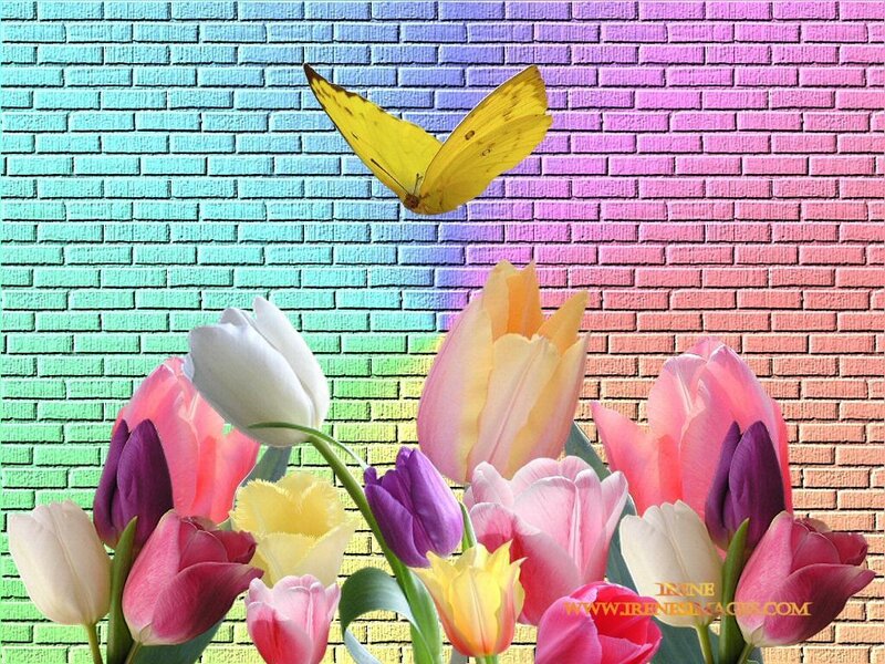 tulips and butterfly on rainbow wall