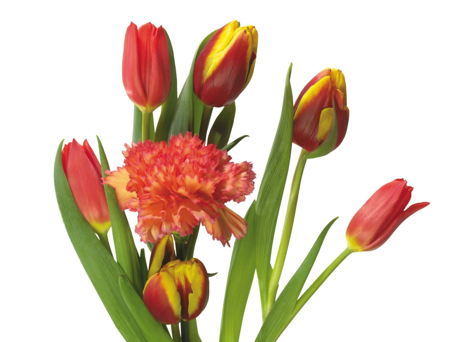 tulips and carnation bouquet