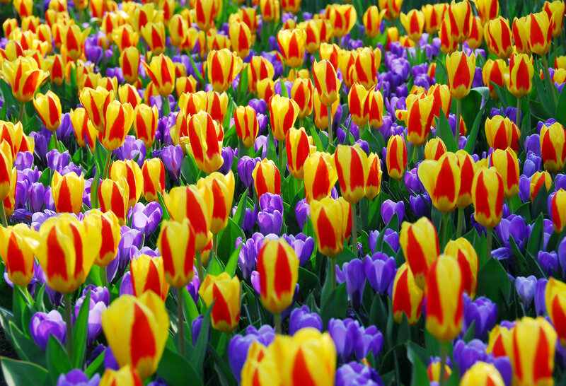 Tulips and Crocuses — Yellow