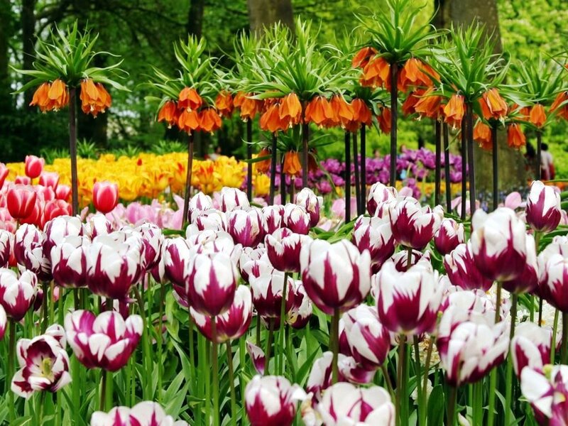 Tulips and Crown Imperials
