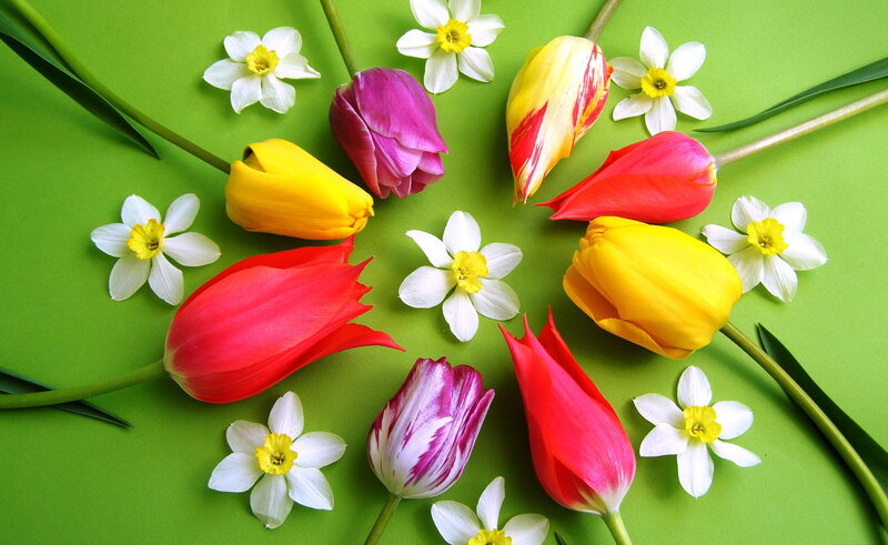 Tulips and Daffodils — Green, Bright