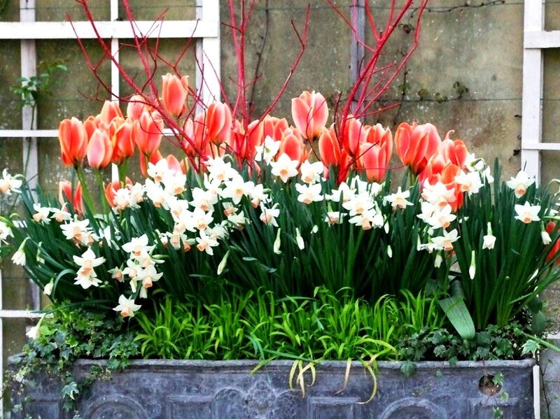 Tulips and Daffodils — Green, Calm