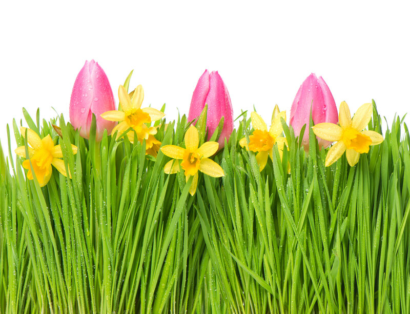 Tulips and Daffodils — Green