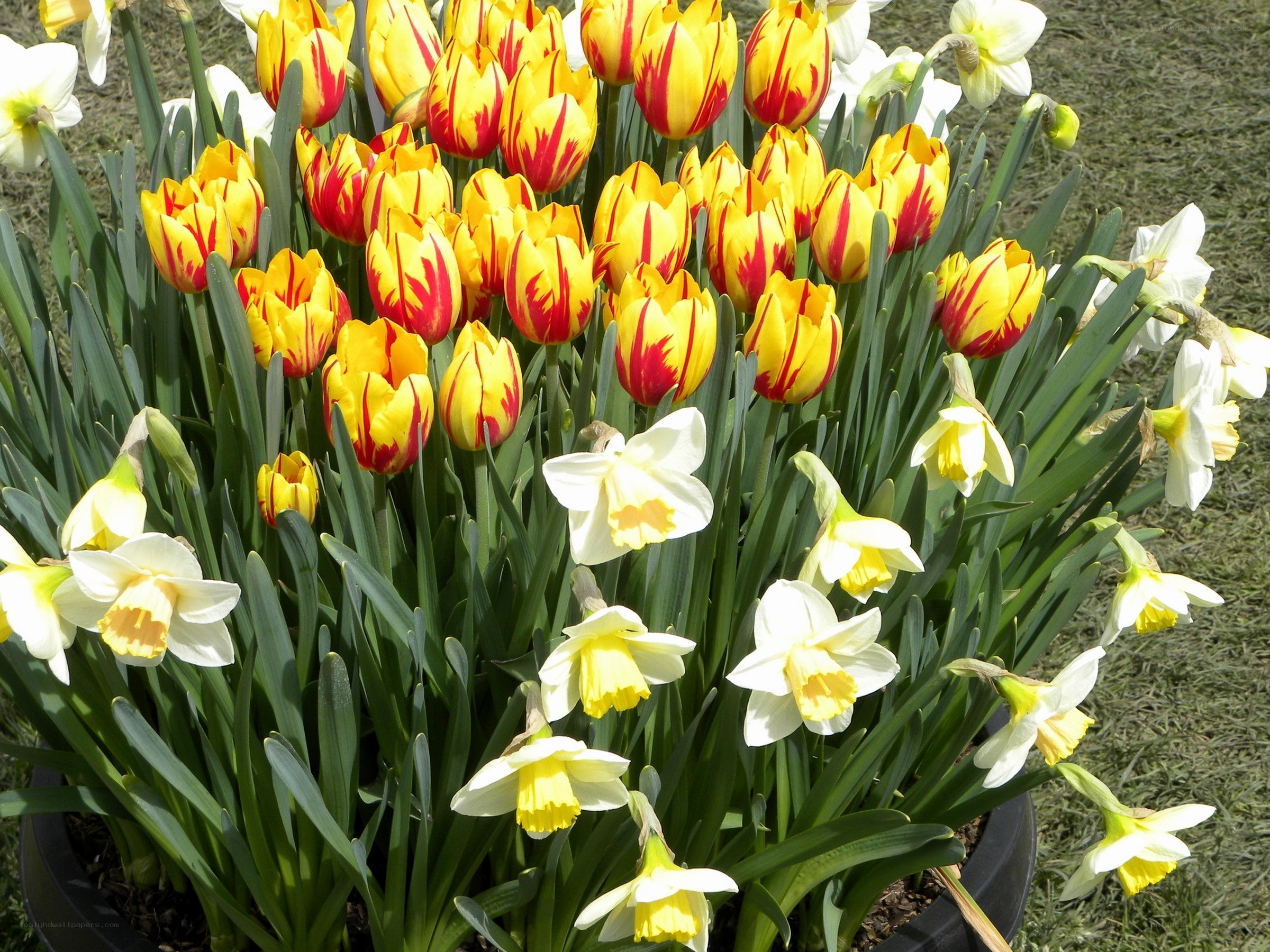 Tulips and daffodils in bloom