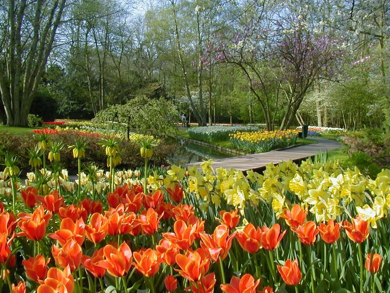 Tulips and Daffodils in Garden — Red