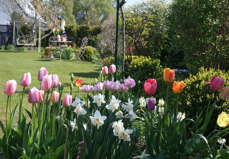 Tulips and Daffodils in Garden