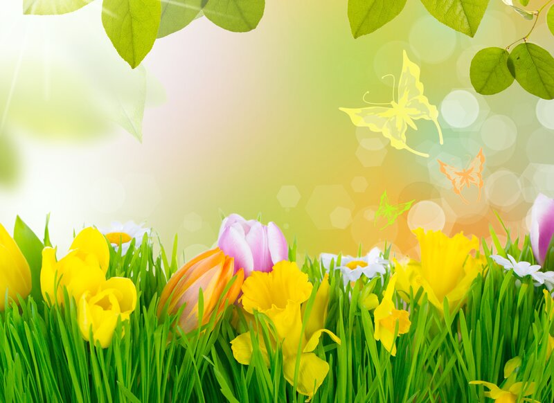 Tulips and Daffodils in Grass