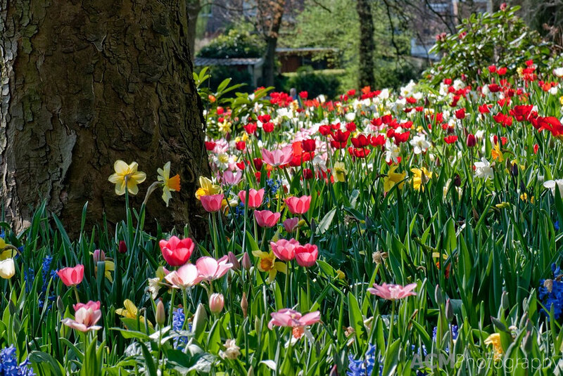 Tulips and Daffodils