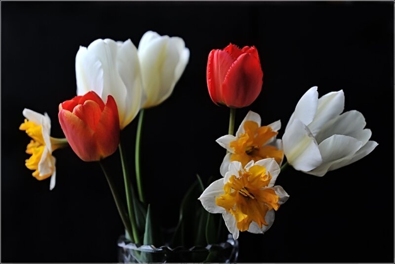 Tulips and Daffodils — White