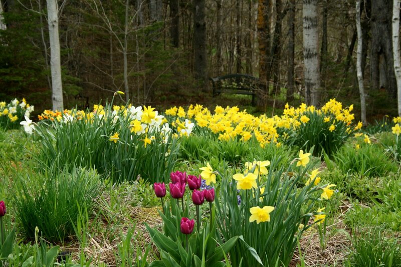 Tulips and Daffodils — Yellow, Serene