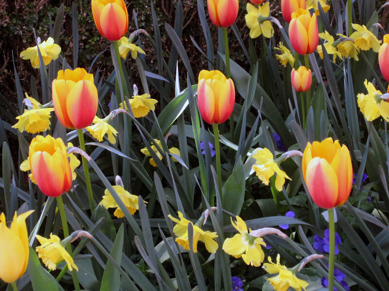 Tulips and Daffodils — Yellow