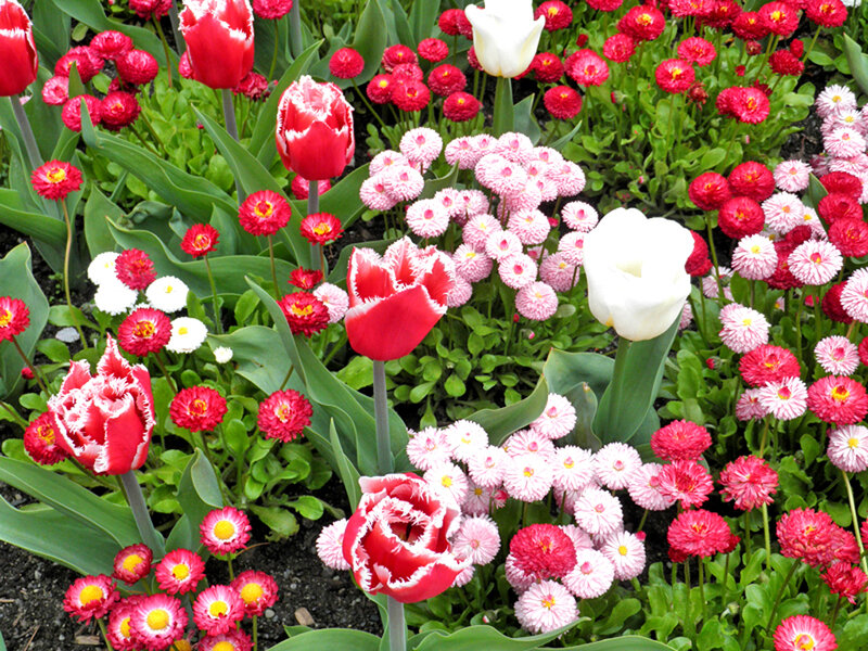 Tulips and Daisies in Garden