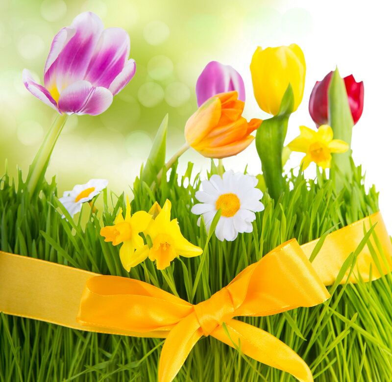 Tulips and Daisies in Grass