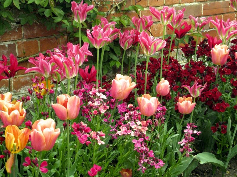 Tulips and Flowers — Pink, Colorful
