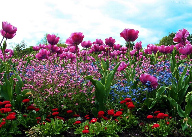 Tulips and Flowers — Pink