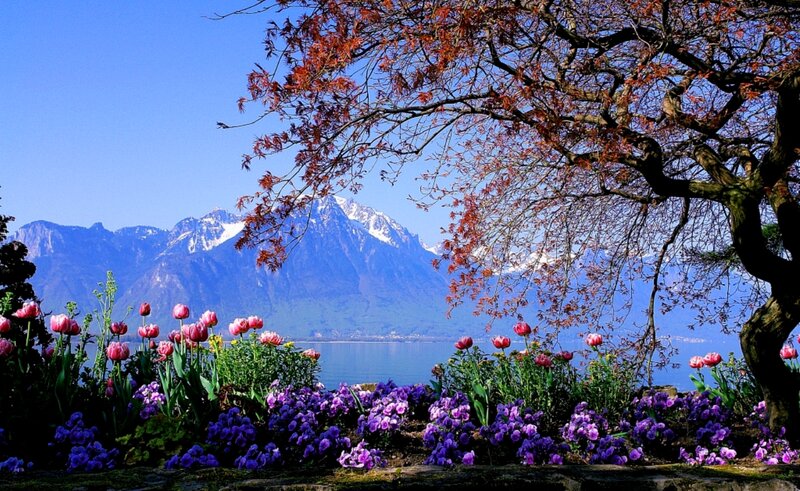 Tulips and Flowers — Purple