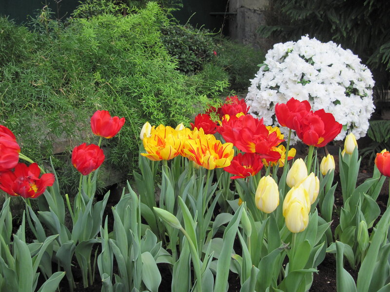 Tulips and Flowers — Red, Calm