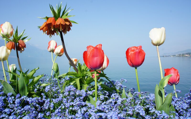 Tulips and Flowers — Red, Serene