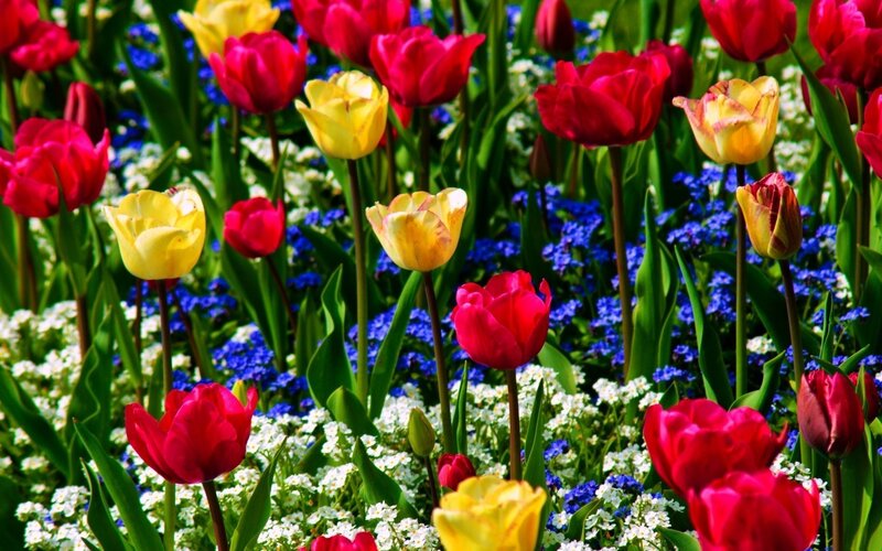 Tulips and Flowers — Red, Vibrant
