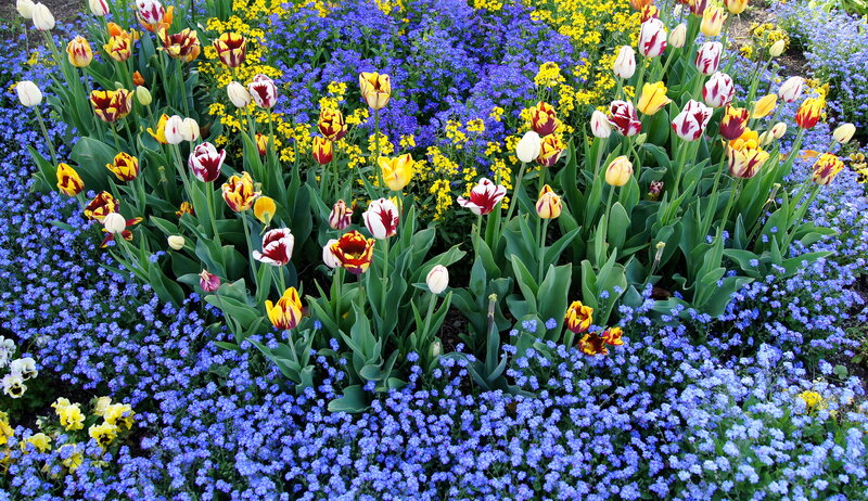 Tulips and Forget-me-nots — Blue