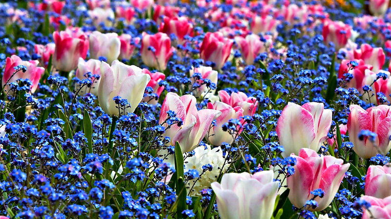 Tulips and Forget-me-nots — Blue, Vibrant