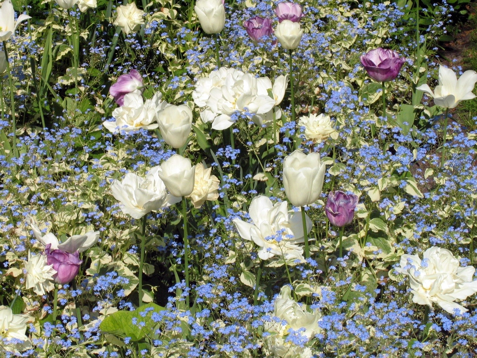 Tulips and forget-me-nots in bloom
